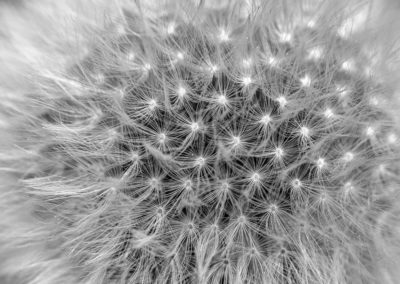 Pusteblume_02_sw